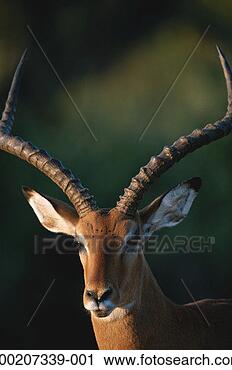 Stock Photography - impala (aepyceros 
melampus) close 
up, samburu nr, 
kenya. fotosearch 
- search stock 
photos, pictures, 
images, and photo 
clipart