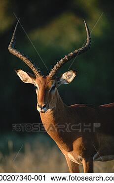 Stock Photography - impala (aepyceros 
melampus) close 
up, samburu nr, 
kenya. fotosearch 
- search stock 
photos, pictures, 
images, and photo 
clipart