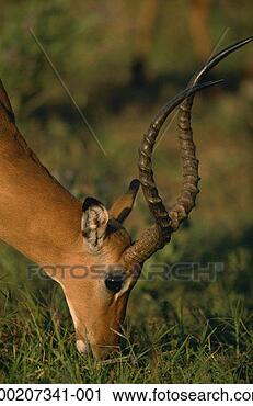 Stock Photography - impala (aepyceros 
melampus) grazing, 
close up, samburu 
nr, kenya. fotosearch 
- search stock 
photos, pictures, 
images, and photo 
clipart