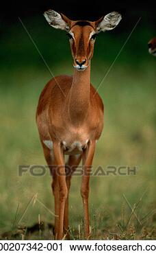 Stock Photography - impala (aepyceros 
melampus), samburu 
nr, kenya. fotosearch 
- search stock 
photos, pictures, 
images, and photo 
clipart