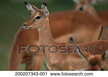 Stock Photography - impalas (aepyceros 
melampus) standing, 
samburu nr, kenya. 
fotosearch - search 
stock photos, 
pictures, images, 
and photo clipart