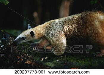 Stock Photography - lesser anteater 
(tamandua tetradactyla) 
on branch, south 
america. fotosearch 
- search stock 
photos, pictures, 
images, and photo 
clipart