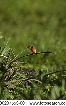 Stock Photography - malachite kingfisher 
(corythornis cristata) 
sitting,  close 
up. fotosearch 
- search stock 
photos, pictures, 
images, and photo 
clipart