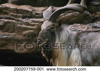 Stock Photography - markhor (capra 
falconeri) standing, 
captive, himalayas. 
fotosearch - search 
stock photos, 
pictures, images, 
and photo clipart