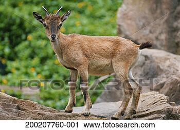 Stock Photography - markhor (capra 
falconeri) standing, 
captive, himalayas. 
fotosearch - search 
stock photos, 
pictures, images, 
and photo clipart