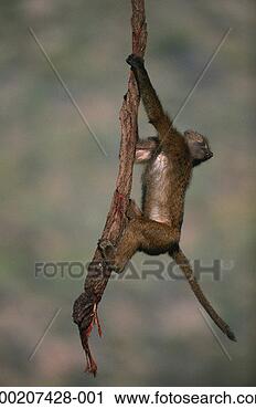 Stock Photography - olive baboon (papio 
anubis) climbing 
on branch,  samburu 
national. fotosearch 
- search stock 
photos, pictures, 
images, and photo 
clipart