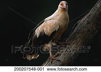 Stock Photography - palmnut vulture 
(gypohierax angolensis) 
on branch of tree, 
 close up. fotosearch 
- search stock 
photos, pictures, 
images, and photo 
clipart