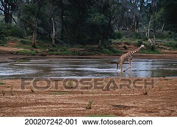 Stock Photography - reticulated giraffe 
(giraffa camelopardalis 
reticulated) walking. 
fotosearch - search 
stock photos, 
pictures, images, 
and photo clipart