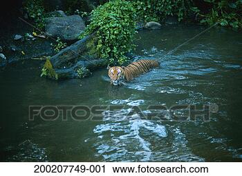 Stock Photography - sumatran tiger 
(panthera tigris 
sumatrae) wading 
through stream. 
fotosearch - search 
stock photos, 
pictures, images, 
and photo clipart
