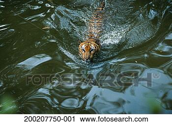Stock Photography - sumatran tiger 
(panthera tigris 
sumatrae) in water, 
 captive. fotosearch 
- search stock 
photos, pictures, 
images, and photo 
clipart