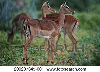 Stock Photography - three impalas 
(aepyceros melampus) 
standing and watching, 
 samburu. fotosearch 
- search stock 
photos, pictures, 
images, and photo 
clipart
