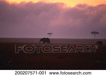 Stock Photography - two african elephants 
(loxodonta africana) 
at dusk, masai 
mara, kenya. fotosearch 
- search stock 
photos, pictures, 
images, and photo 
clipart
