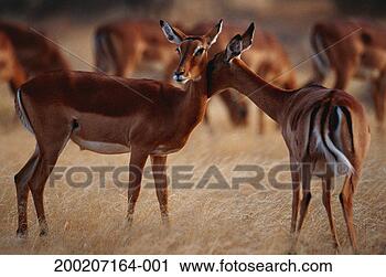Stock Photography - two impalas (aepyceros 
melampus) nuzzling, 
samburu nr, kenya. 
fotosearch - search 
stock photos, 
pictures, images, 
and photo clipart