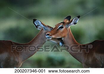 Stock Photography - two impalas (aepyceros 
melampus) nuzzling, 
close up, samburu 
nr, kenya. fotosearch 
- search stock 
photos, pictures, 
images, and photo 
clipart
