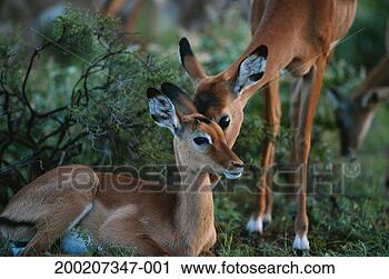 Stock Photography - two impalas (aepyceros 
melampus) nuzzling, 
samburu nr, kenya. 
fotosearch - search 
stock photos, 
pictures, images, 
and photo clipart