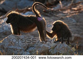 Stock Photography - two olive baboon 
(papio anubis) 
grooming,  samburu 
national reserve. 
fotosearch - search 
stock photos, 
pictures, images, 
and photo clipart