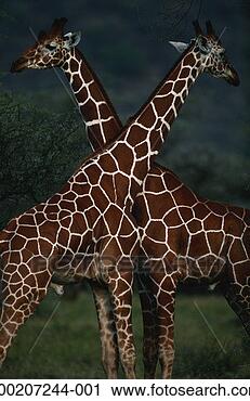 Stock Photography - two reticulated 
giraffes (giraffa 
camelopardalis 
reticulata) standing. 
fotosearch - search 
stock photos, 
pictures, images, 
and photo clipart