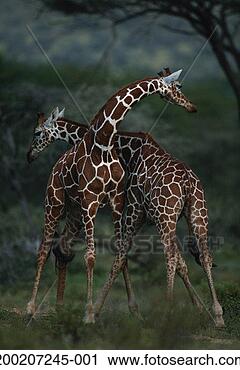 Stock Photography - two reticulated 
giraffes (giraffa 
camelopardalis 
reticulata). fotosearch 
- search stock 
photos, pictures, 
images, and photo 
clipart