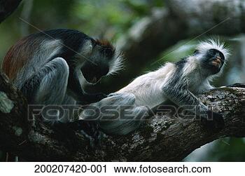 Stock Photography - two zanzibar red 
colobus (procolobus 
badius kirkii) 
on branch of. 
fotosearch - search 
stock photos, 
pictures, images, 
and photo clipart