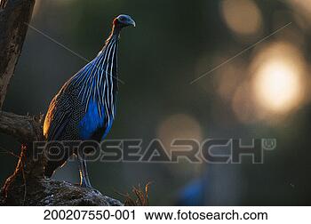 Stock Photography - vulturine guineafowl 
(acryllium vulturinum) 
standing,  close 
up. fotosearch 
- search stock 
photos, pictures, 
images, and photo 
clipart