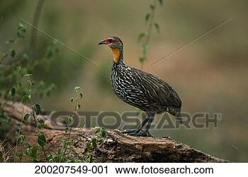 Stock Photography - yellow necked 
spurfowl (francolinus 
leucoscepus) on 
tree,  close up. 
fotosearch - search 
stock photos, 
pictures, images, 
and photo clipart