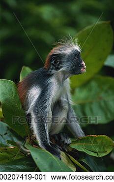Stock Photography - zanzibar red colobus 
(procolobus badius 
kirkii),  jozani 
forest. fotosearch 
- search stock 
photos, pictures, 
images, and photo 
clipart