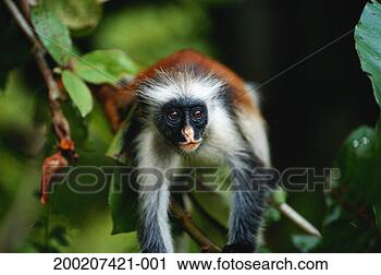 Stock Photography - zanzibar red colobus 
(procolobus badius 
kirkii) lying, 
 close up. fotosearch 
- search stock 
photos, pictures, 
images, and photo 
clipart