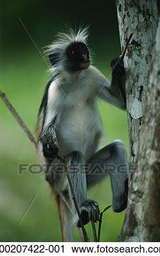 Stock Photography - zanzibar red colobus 
(procolobus badius 
kirkii),  jozani 
forest. fotosearch 
- search stock 
photos, pictures, 
images, and photo 
clipart