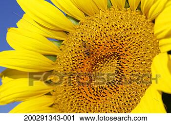 Stock Photography - bee on sunflower, 
close-up. fotosearch 
- search stock 
photos, pictures, 
images, and photo 
clipart