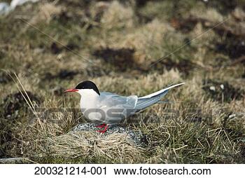 Stock Photography - arctic tern. fotosearch 
- search stock 
photos, pictures, 
images, and photo 
clipart