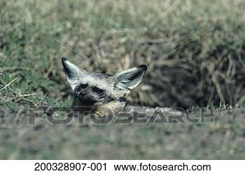 Stock Photography - black-backed jackal 
(canis mesomelas), 
lying in grass, 
kenya. fotosearch 
- search stock 
photos, pictures, 
images, and photo 
clipart