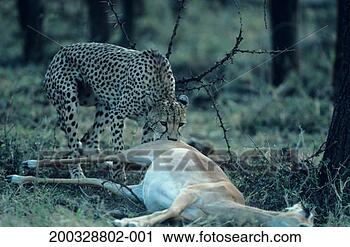Stock Photography - cheetah (acinonyx 
jubatus) eating 
carrion in woodland, 
kenya. fotosearch 
- search stock 
photos, pictures, 
images, and photo 
clipart
