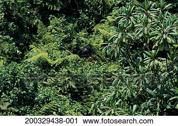 Stock Photography - mountain gorilla 
(gorilla gorilla 
berengei) in forest, 
 park du. fotosearch 
- search stock 
photos, pictures, 
images, and photo 
clipart