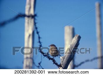 Stock Photography - sparrow perching 
on fence. fotosearch 
- search stock 
photos, pictures, 
images, and photo 
clipart