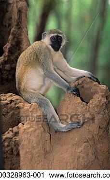 Stock Photography - black-faced vervet 
(cercopithecus 
aethiops),  sitting 
on termite. fotosearch 
- search stock 
photos, pictures, 
images, and photo 
clipart