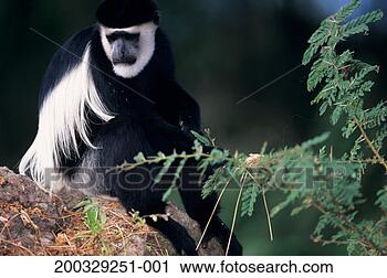 Stock Photography - eastern black 
and white colobus 
(colobus guereza) 
on tree trunk. 
fotosearch - search 
stock photos, 
pictures, images, 
and photo clipart