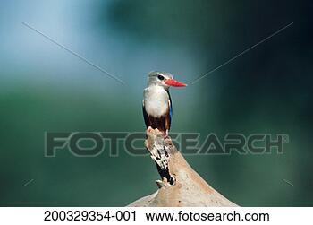 Stock Photography - grey-headed kingfisher 
(halcyon leucocephala) 
sitting on branch. 
fotosearch - search 
stock photos, 
pictures, images, 
and photo clipart