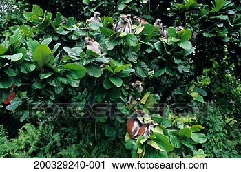 Stock Photography - group of zanzibar 
red colobuses 
(procolobus badius 
kirkii), zanzibar. 
fotosearch - search 
stock photos, 
pictures, images, 
and photo clipart