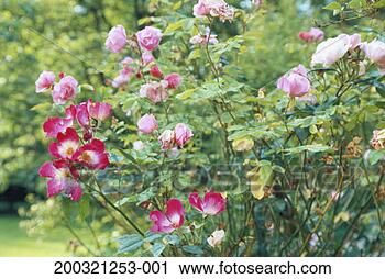 Stock Photography - rose plants. fotosearch 
- search stock 
photos, pictures, 
images, and photo 
clipart