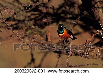 Stock Photography - superb starling 
(spreo superbus) 
sitting on prickly 
bush,  masai mara. 
fotosearch - search 
stock photos, 
pictures, images, 
and photo clipart