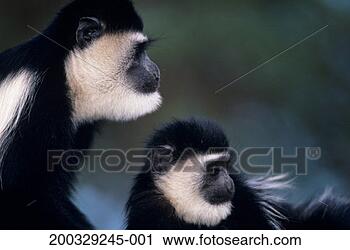 Stock Photography - two eastern black 
and white colobuses 
(colobus guereza) 
lake. fotosearch 
- search stock 
photos, pictures, 
images, and photo 
clipart