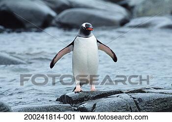 Stock Photography - antarctica, port 
lockroy, gentoo 
penguin on coastal 
rocks. fotosearch 
- search stock 
photos, pictures, 
images, and photo 
clipart