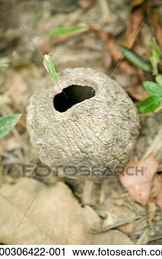 Stock Photography - broken nutshell 
on ground in bush, 
close-up. fotosearch 
- search stock 
photos, pictures, 
images, and photo 
clipart