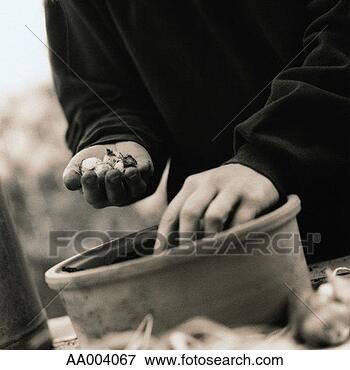 Picture - person planting 
flower bulbs in 
a flower pot. 
fotosearch - search 
stock photos, 
pictures, images, 
and photo clipart