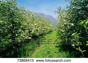 Stock Image - blooming apple 
orchard. fotosearch 
- search stock 
photos, pictures, 
images, and photo 
clipart