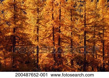 Stock Photography - european larch 
trees (larix europaea) 
in autumn. fotosearch 
- search stock 
photos, pictures, 
images, and photo 
clipart