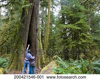 Stock Photography - father and teenage 
son (14-16) looking 
at giant tree, 
rear view. fotosearch 
- search stock 
photos, pictures, 
images, and photo 
clipart