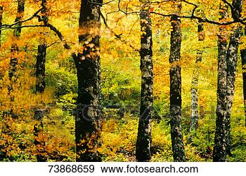 Stock Photograph - italy,  abruzzo, 
 abruzzo national 
park,  bearch 
trees in autumn. 
fotosearch - search 
stock photos, 
pictures, images, 
and photo clipart