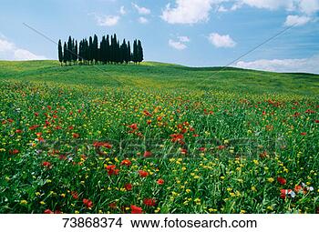 Stock Photo - italy, cypresses 
on flowering meadow. 
fotosearch - search 
stock photos, 
pictures, images, 
and photo clipart