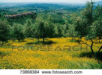 Stock Photo - italy, olive trees 
on flowering meadow. 
fotosearch - search 
stock photos, 
pictures, images, 
and photo clipart
